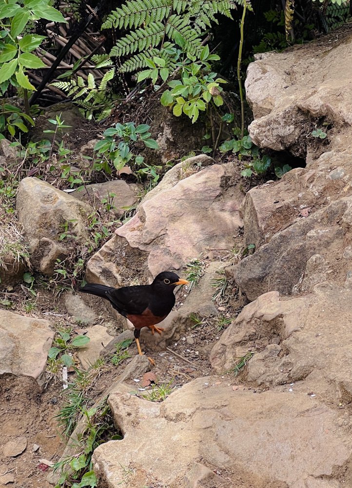 Kinabalu Island Thrush, endemic to Mount Kinabalu © SlowingwithT.com