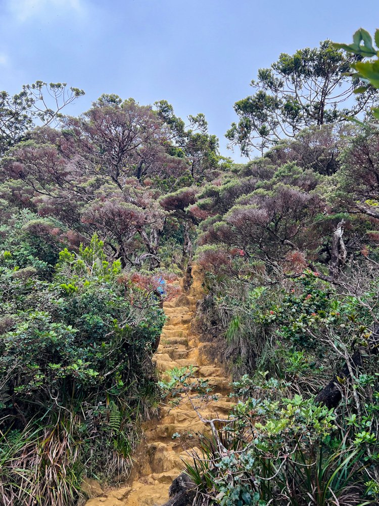 Colour of ground changing to yellowish brown as we approach the ultrabasic rock forest on higher elevation on Mount Kinabalu Trail © SlowingwithT.com