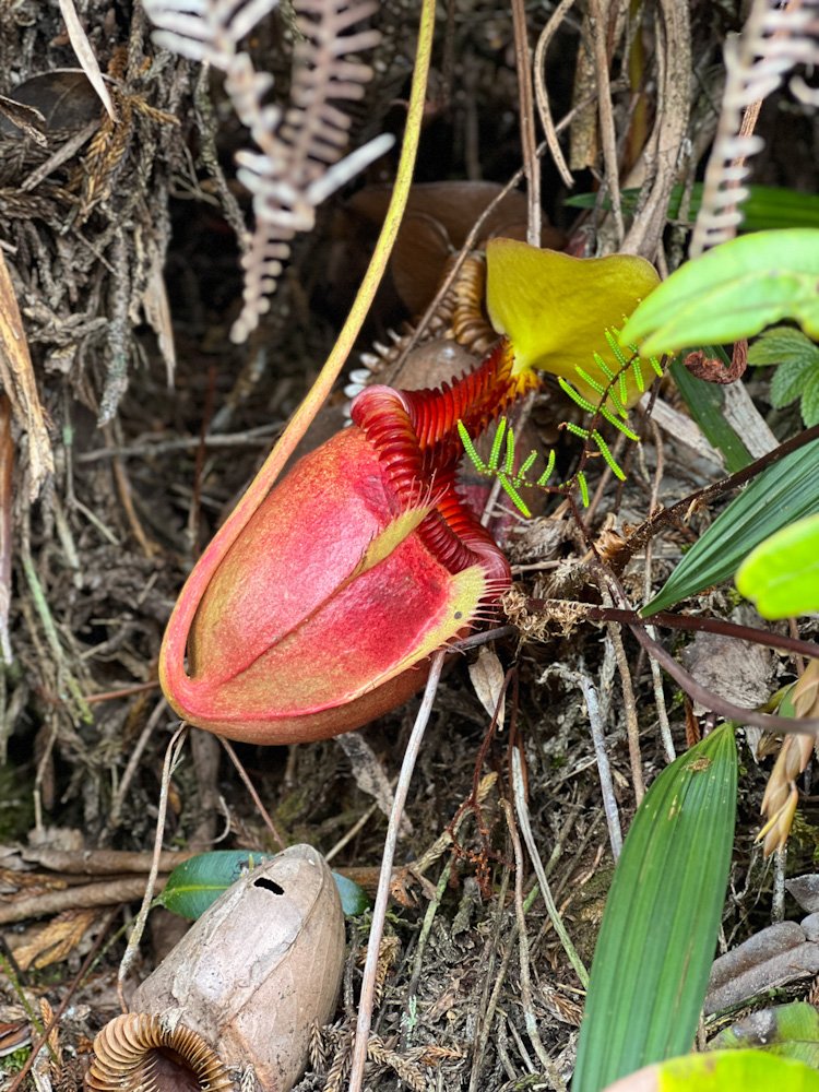 Close-up of a wild pitcher plant hidden among moss and trees on Mount Kinabalu trail, Sabah Borneo. © SlowingwithT.com