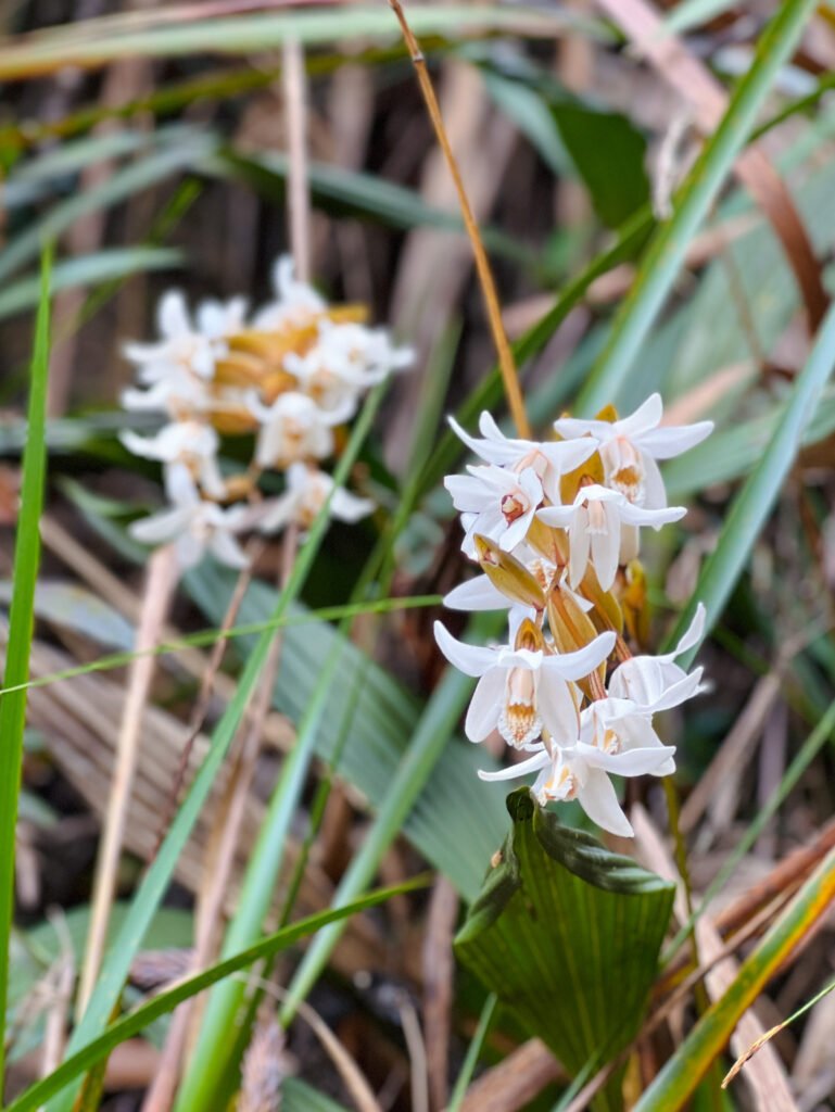 Wild White Orchids spotted along the trail at 3,000m near Pondok Villosa on Mount Kinabalu. © SlowingwithT.com