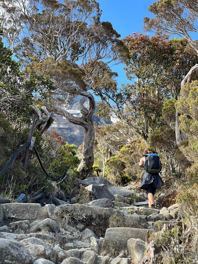 Stone steps on Mount Kinabalu Trail in final km towards Panalaban Base Camp. © SlowingwithT.com