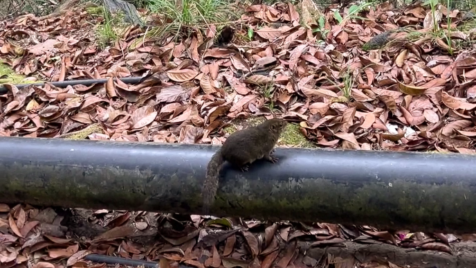 Bornean Mountain Squirrel spotted at Pondok Lowii on Mount Kinabalu Trail © SlowingwithT.com