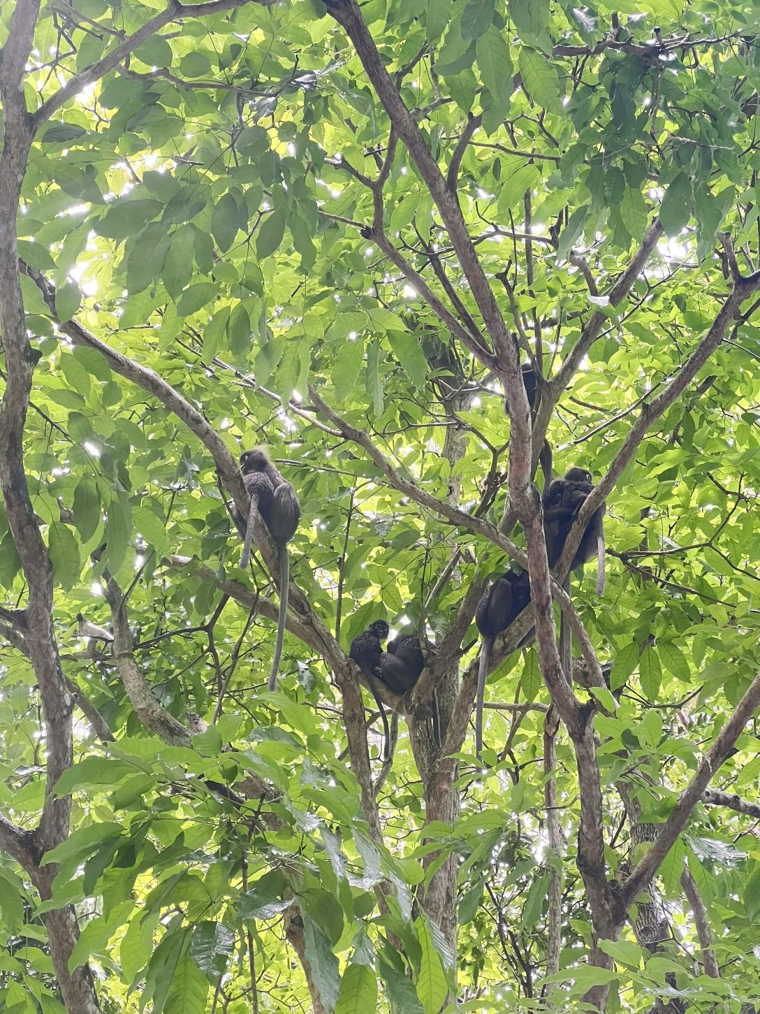 Dusty Leak Monkeys at Gunung Lambak © SlowingwithT.com