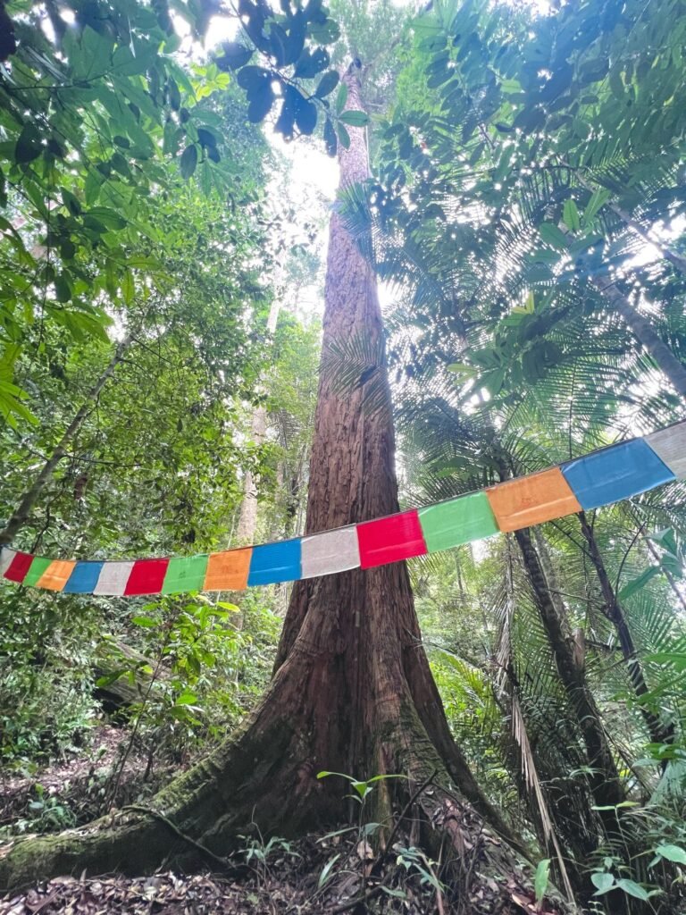 Big Tree of Gunung Lambak © SlowingwithT.com
