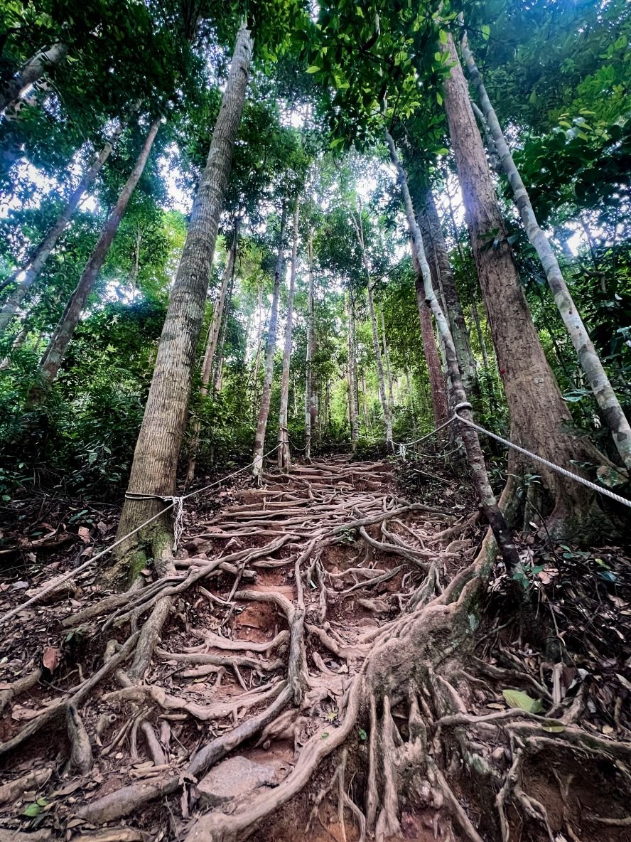 Tree Roots paving the trail on Gunung Lambak © SlowingwithT.com
